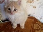 Котёнок Турецкая ангора в добрые руки объявление продам