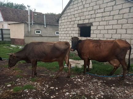 Продаются две коровы стельные