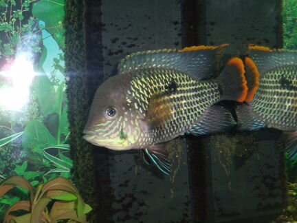 Акара бирюзовая (пара ) из питомника акарашоп