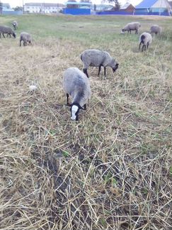 Овцы ярки рамановские - фотография № 2