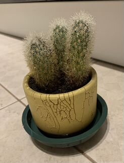 Маммиллярия 2 вида Кактус с мягкими иголочками