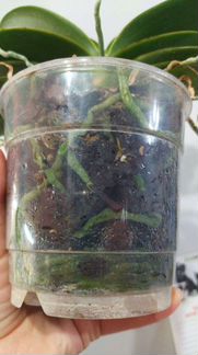 Орхидея фаленопсис розовый