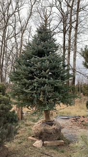 Ель Колючая Глаука 3.5 - 4.0 метра