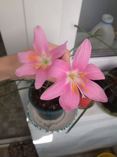 Зефирантес