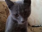 Красавец-котик объявление продам