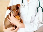 Срочный вызов ветеринарного врача