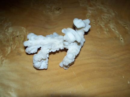 Коралл с архипелаг Чагос индийский океан