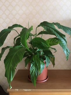 Спатифиллум (женское счастье)