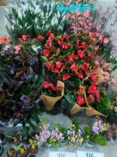 Растения из аукционов Голландии