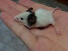 Японская мышь объявление продам
