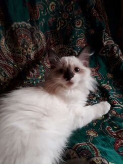 Невская маскарадная кошечка