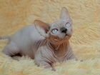 Лунтик котенок бамбино