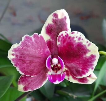 Орхидея фаленопсис цветущая