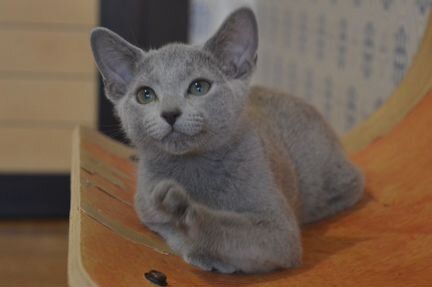 Котята русской голубой