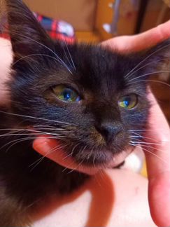 Котенок девочка 2,5 месяца шоколадная