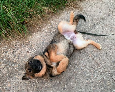 Щенок Доппи ищет дом