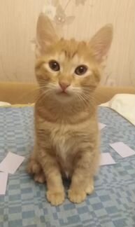 Котёнок в дар