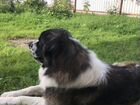 Собакамосковская сторожевая щенки от пары лд Робин объявление продам