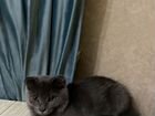 Британская-вислоухая кошка,6 месяцев