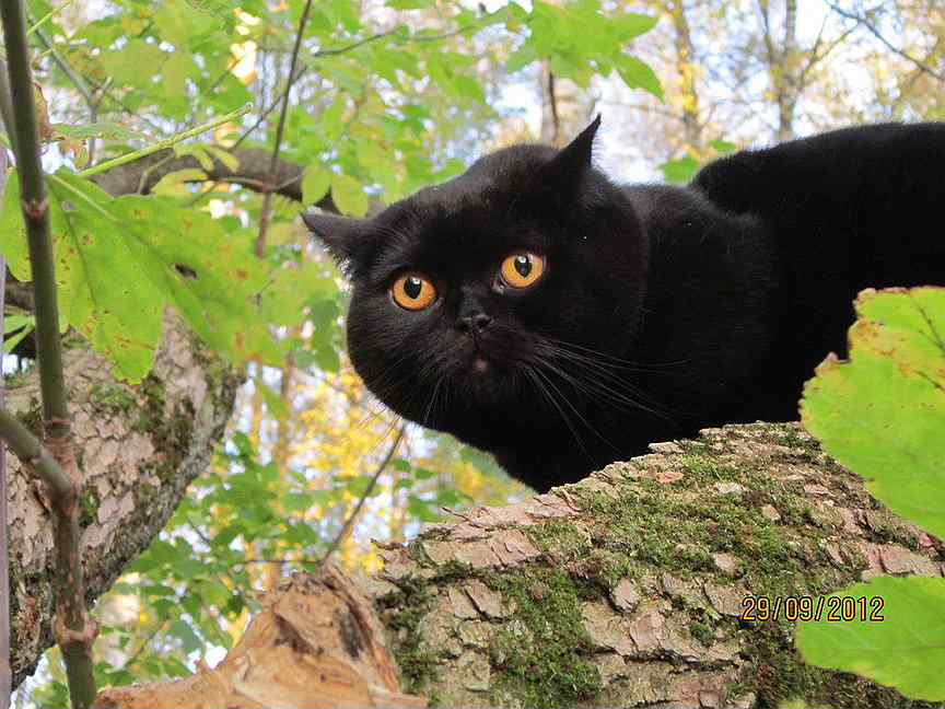 Смоленск коте. Черные коты. Черный кот на дереве. Черный кот с желтыми глазами.