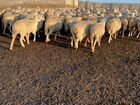 Овцы матки объявление продам