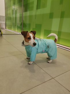 Дождевик для собак