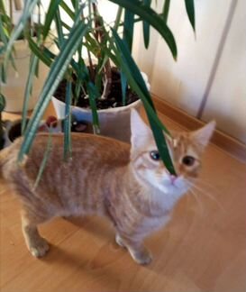 Котёнок