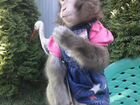 Продам обезьяну