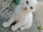 Котёнок турецкой ангоры