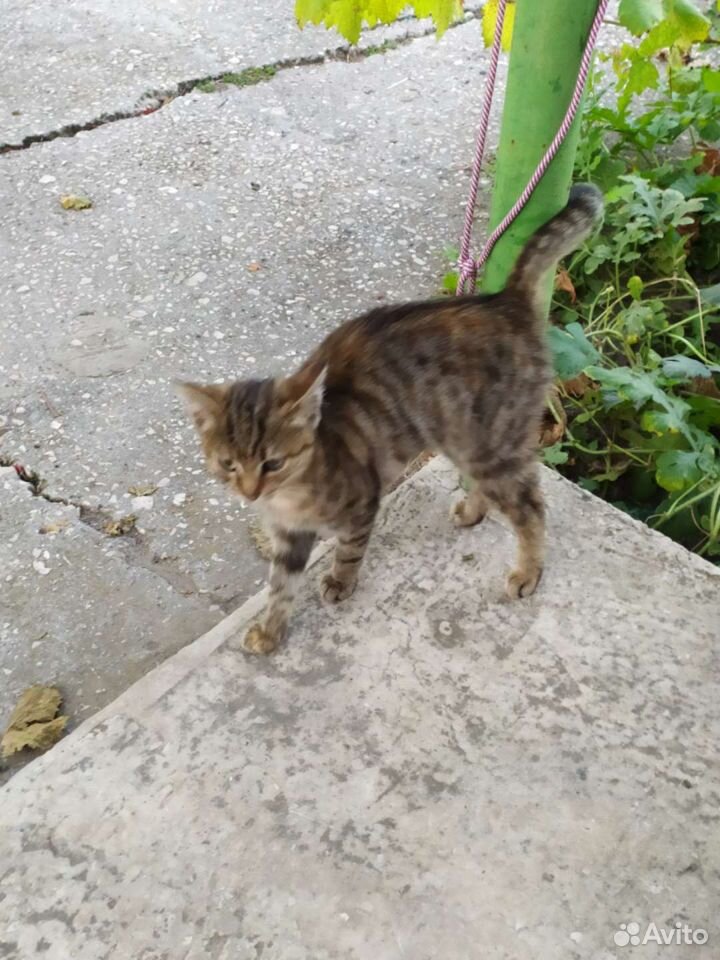 Отдам котенка