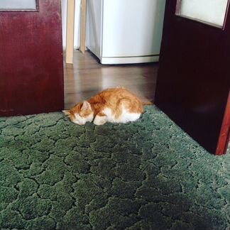 Отдам кота (бесплатно)