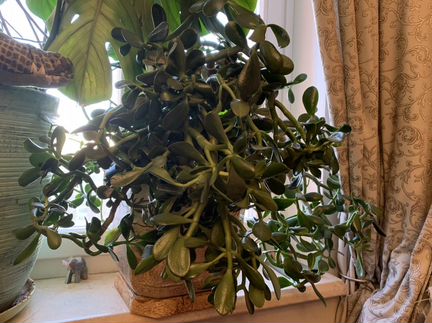 Денежное Дерево