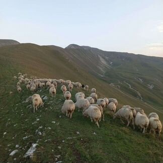 Овцы матки - фотография № 9