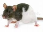 Крыса дамбо сиамская, хаски объявление продам