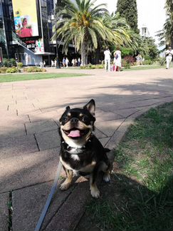 Вязка чихуа