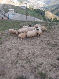 Овцы бараны ягнята оптом - фотография № 5