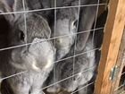 Кролики шиншиллы объявление продам