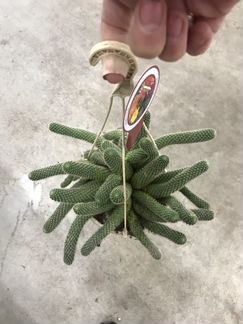 Ребуция Мускула Подвесная. Доставка