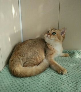 Золотой майский мальчик