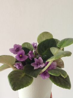 Нежные фиалки