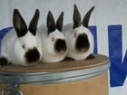 Кролики калифорнийцы объявление продам