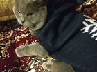 Котик британец для вязки объявление продам