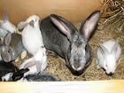Кролики Самки 6 шт