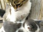 Кошка, с котятами, котик жёлтый, живут в сарае объявление продам