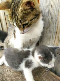 Кошка, с котятами, котик жёлтый, живут в сарае