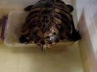 Красноухая черепаха бесплатно с аквариума, в хорош объявление продам