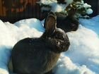 Кролики Французский баран, Венский голубой объявление продам