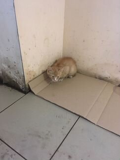 Котенок