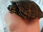 Красноухая черепаха бесплатно с емкостью и кормом