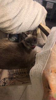 Я ветеринарный фельдшер могу предложить вам свои у